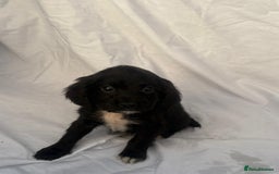 Cocker Spaniel dogs for sale: ADORABLE 🥰 COCKER SPANIELS 🥰 - Image 7