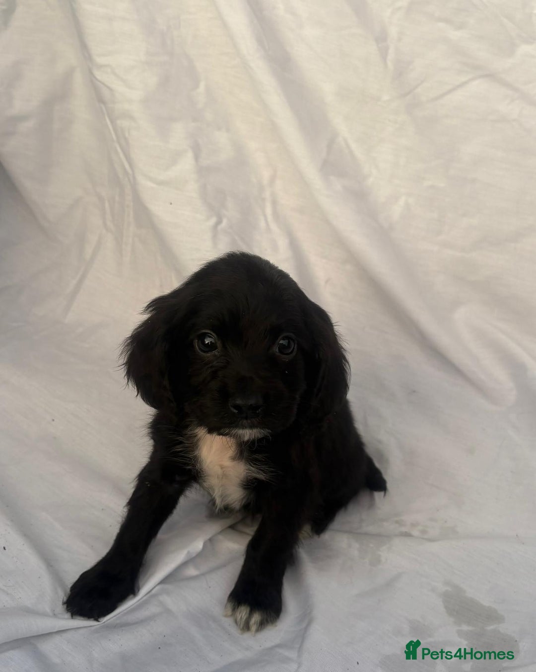 Cocker Spaniel dogs for sale: ADORABLE 🥰 COCKER SPANIELS 🥰 - Image 7