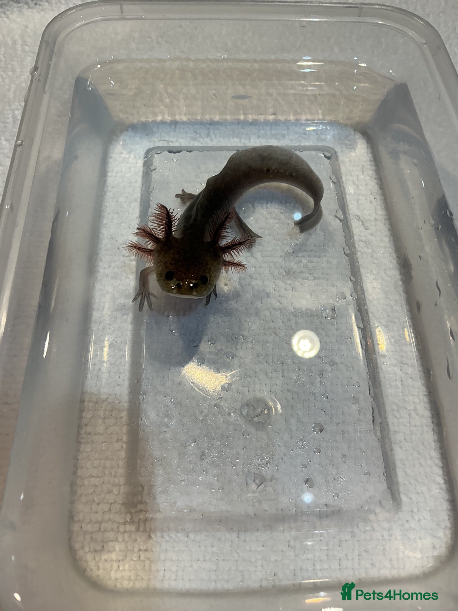 Axolotl reptiles Axolotl Jeuveniles  - Advert 1