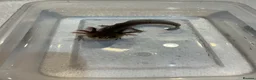 Axolotl reptiles for sale: Axolotl Jeuveniles  - Advert 18