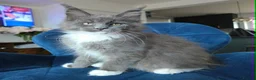 Maine Coon cats for sale: Maine Coon kittens, 2 girls , 1 boy  - Advert 4