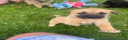 Mixed Breed dogs for sale: 7 beautiful Malkita x puppies with unique colours  - Advert 20