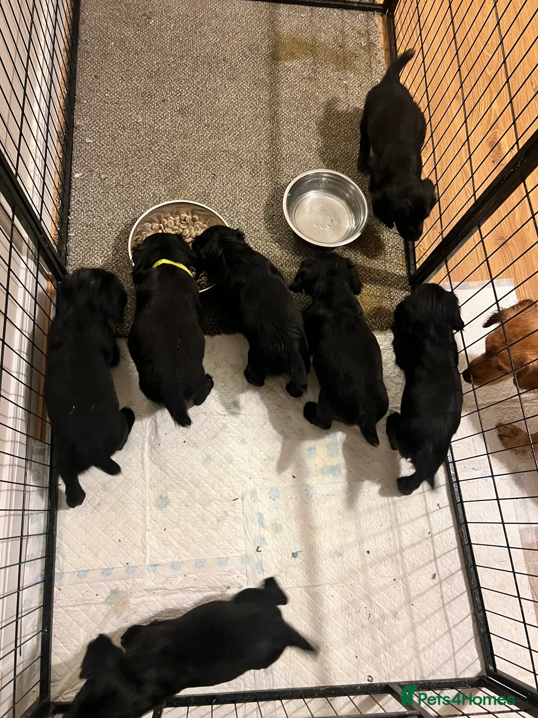 Cocker Spaniel dogs for sale: Working Cocker Spaniels 🥰 - Advert 3