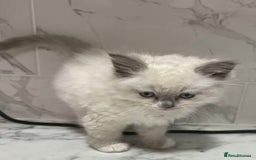 Ragdoll cats for sale: 💛💛💛Ragdolls💛💛💛 - Image 10