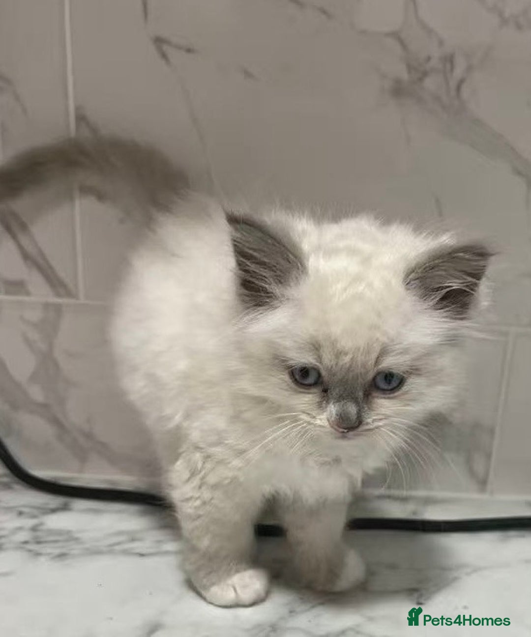 Ragdoll cats for sale: 💛💛💛Ragdolls💛💛💛 - Image 10