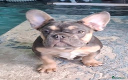 French Bulldog dogs for sale: Stunning kc reg French bulldog sisters  - Image 3
