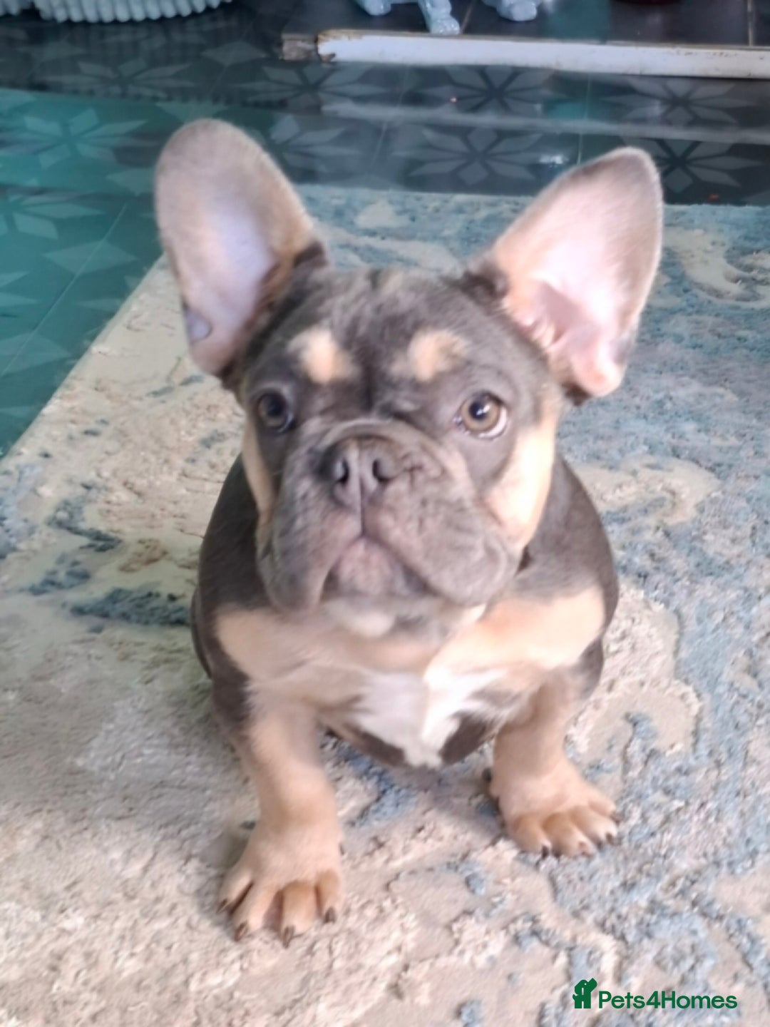 French Bulldog dogs for sale: Stunning kc reg French bulldog sisters  - Image 3