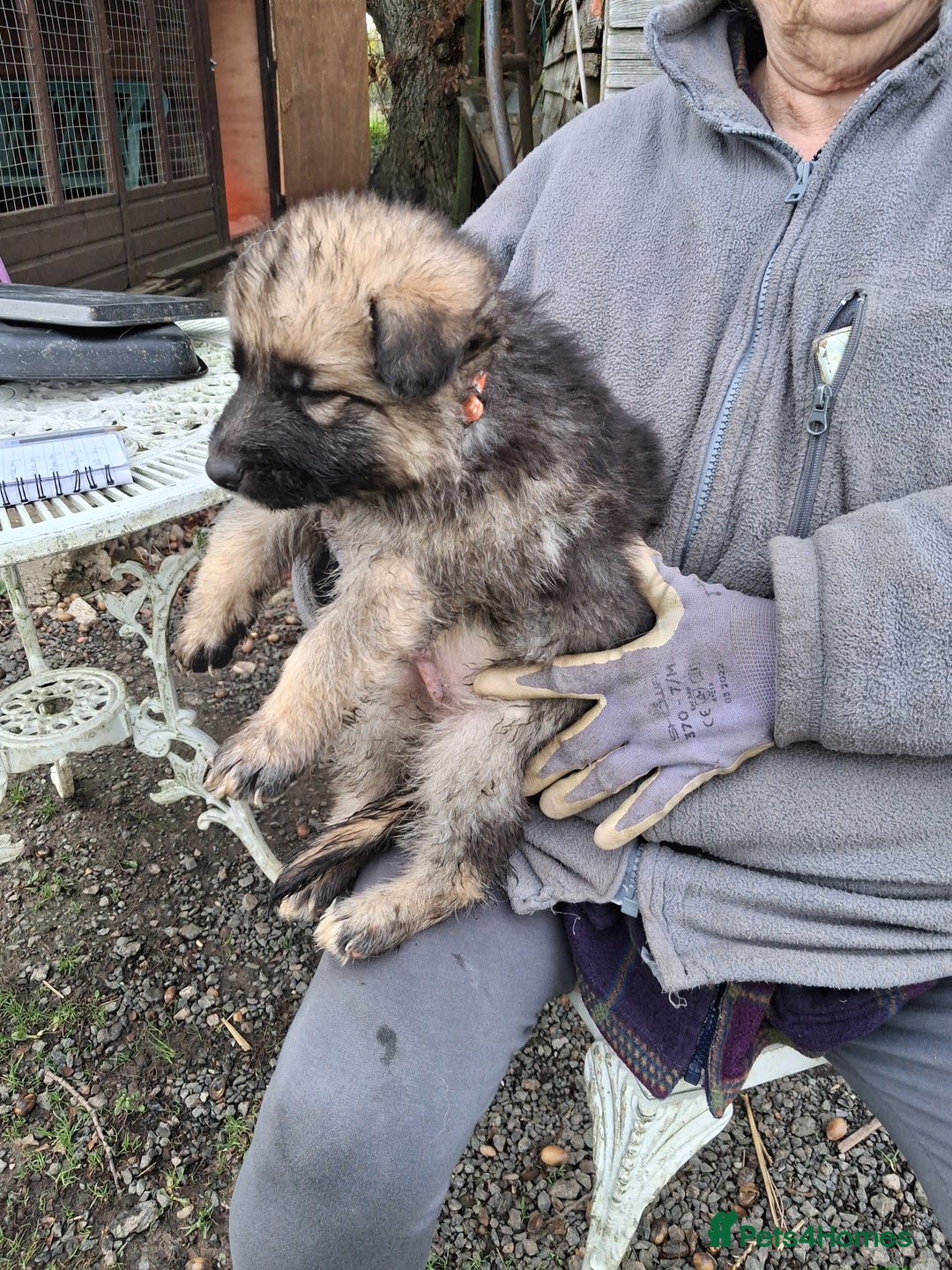 German Shepherd dogs for sale: Super litter of fully registered gsd pups - Advert 8