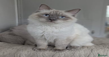 Ragdoll cats - Advert 3