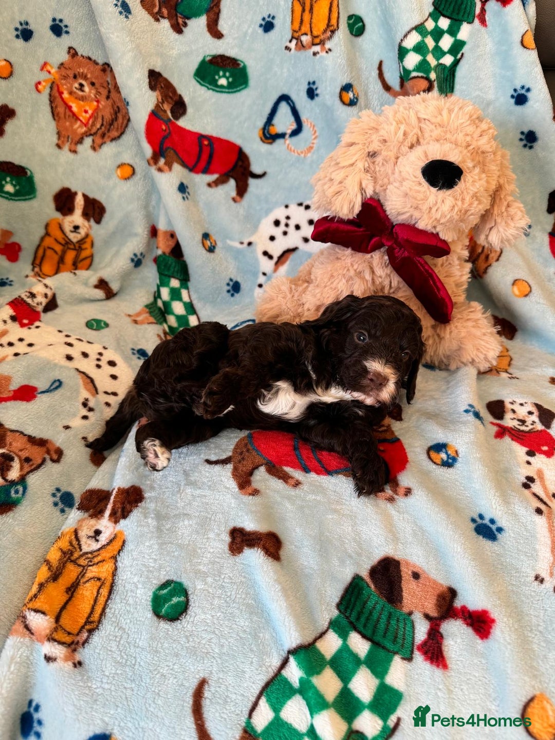 Cockapoo dogs for sale: Exceptional F1 Cockapoo puppies  - Advert 4