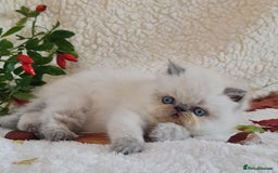 Persian cats for sale: Persian Kittens - Image 10