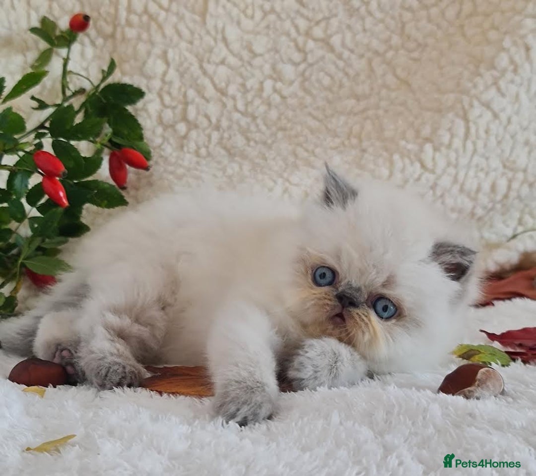 Persian cats for sale: Persian Kittens - Image 10