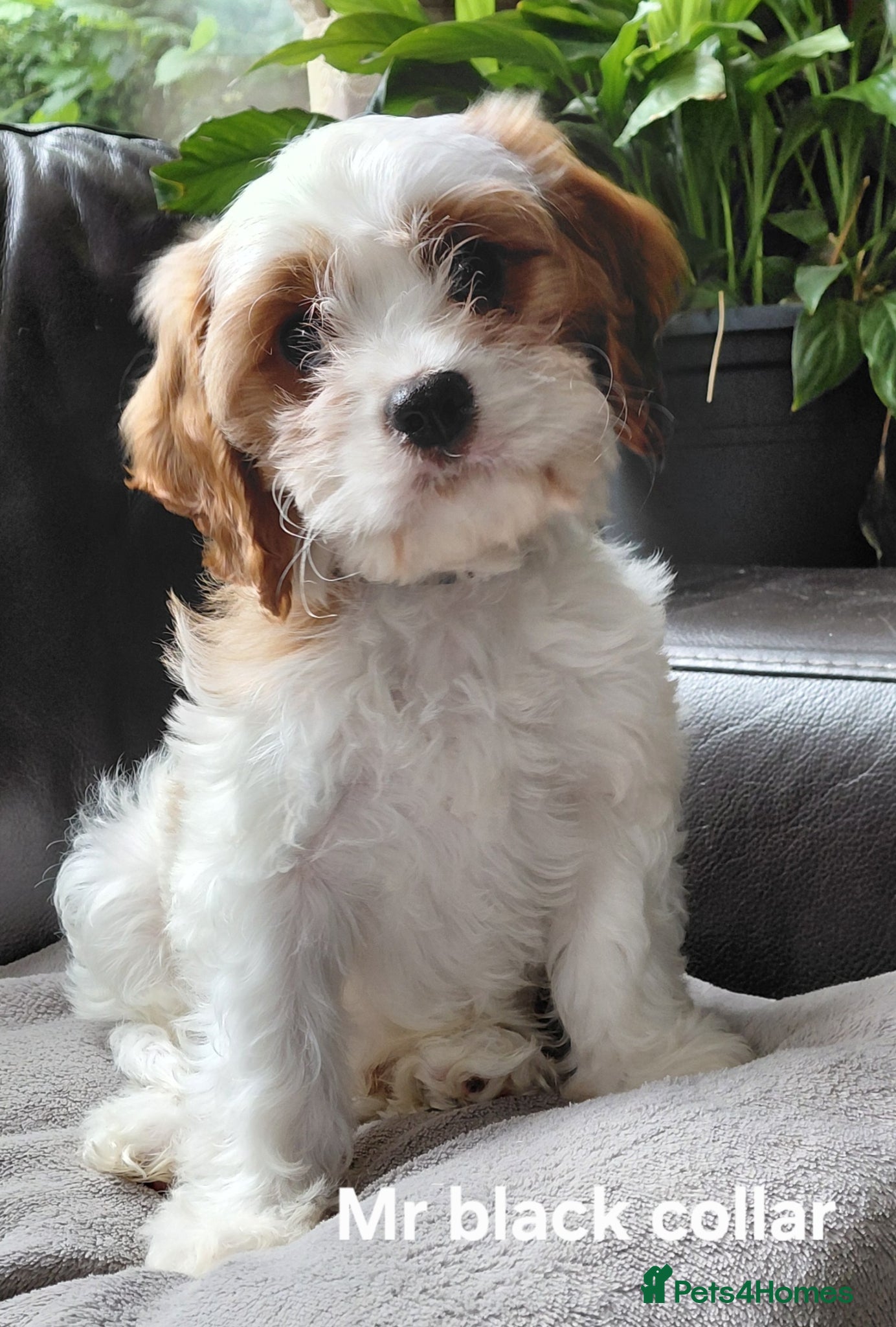 Cavapoo dogs F1b Toy cavapoo puppies Extensively health tested  - Advert 2