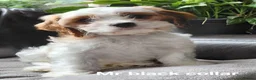 Cavapoo dogs for sale: F1b Toy cavapoo puppies Extensively health tested  - Advert 2