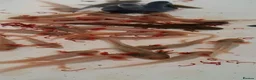 Axolotl reptiles for sale: Baby axolotls - Advert 9