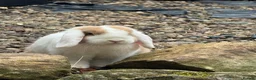 Mini Lop rabbits for sale: Mini lop for sale in Washington - Advert 1