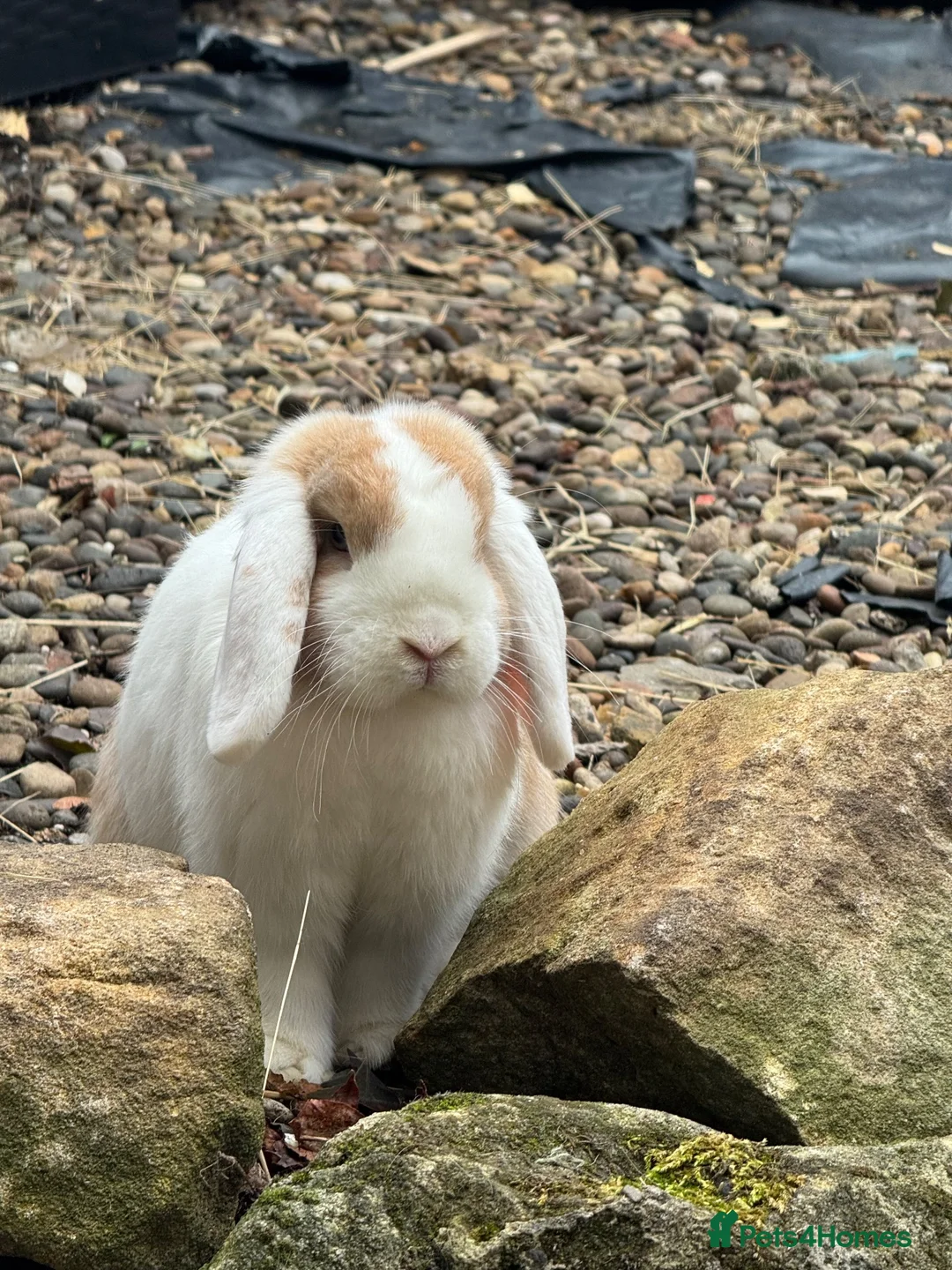 Mini Lop rabbits for sale: Mini lop for sale in Washington - Advert 1