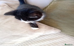 Mixed Breed cats for sale: 6 bonny kittens - Advert 9