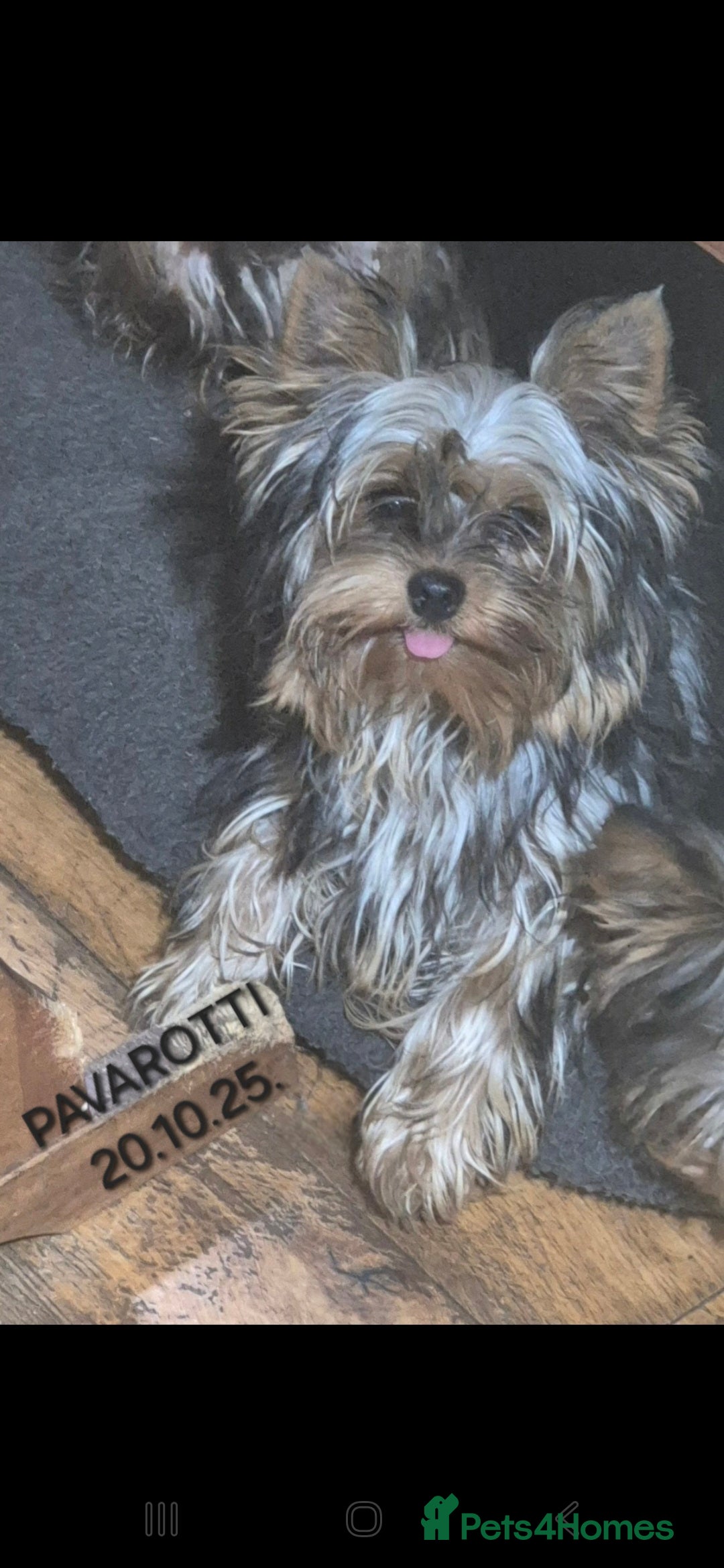 Yorkshire Terrier dogs for sale: Yorkshire Terrier Baby face boys for Sale  😍 - Advert 1