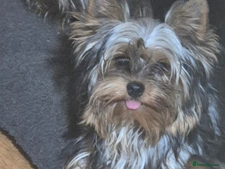 Yorkshire Terrier dogs Yorkshire Terrier Baby face boys for Sale 😍 - Advert 1