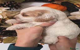 Cockapoo dogs for sale: Cockapoo puppies  - Advert 10