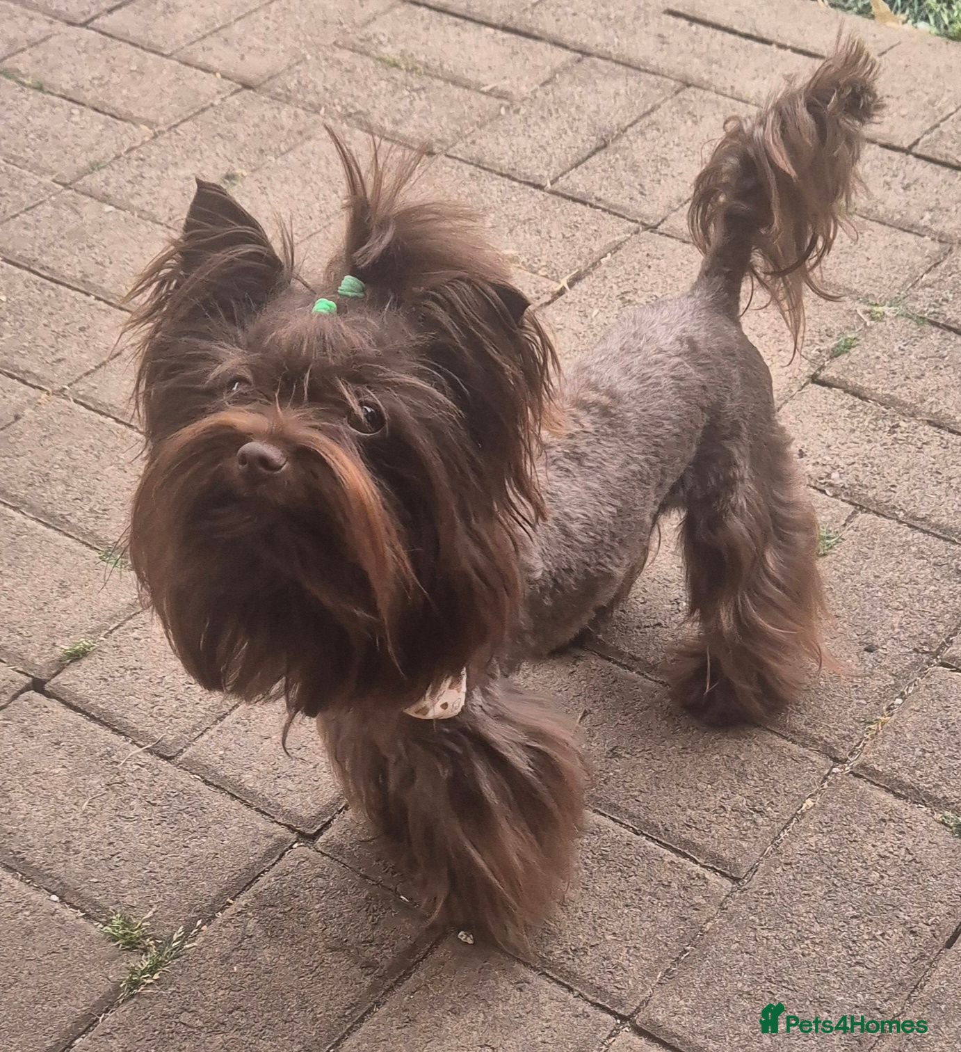 Yorkshire Terrier dogs Yorkshire Terrier boy for stud  - Advert 1