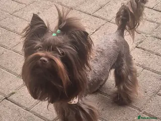 Yorkshire Terrier dogs Yorkshire Terrier boy for stud - Advert 1