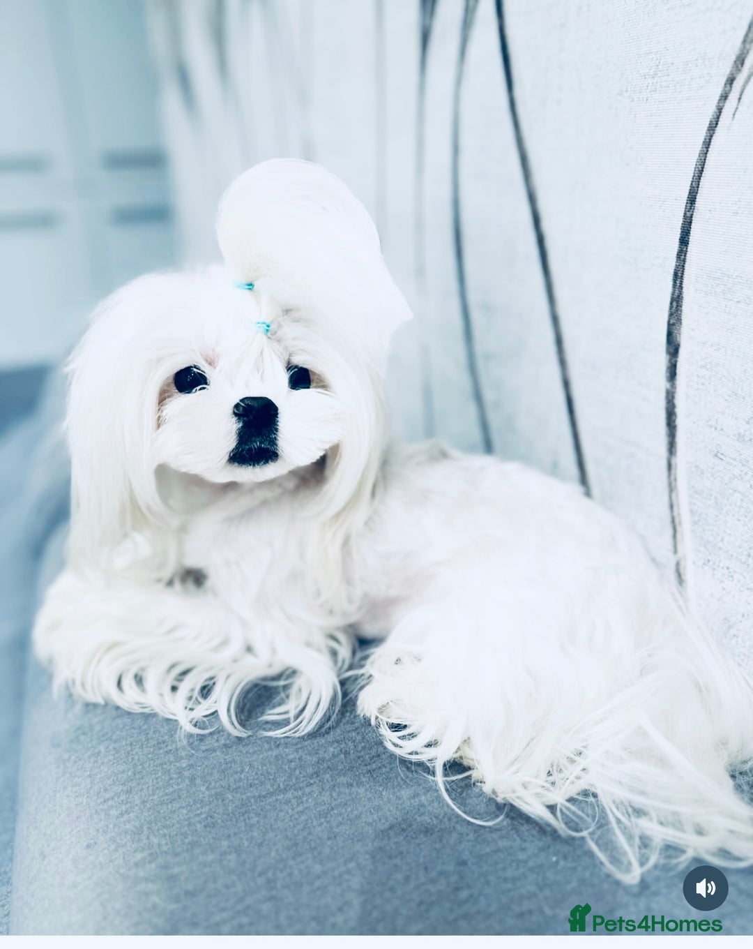 Maltese dogs for sale: 🩵Most Beautiful Full Korean Maltese 🩵 - Image 9