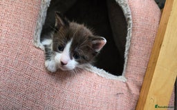 Mixed Breed cats for sale: 4 beautiful mixed breed playful kittens in Ingatestone - Image 9