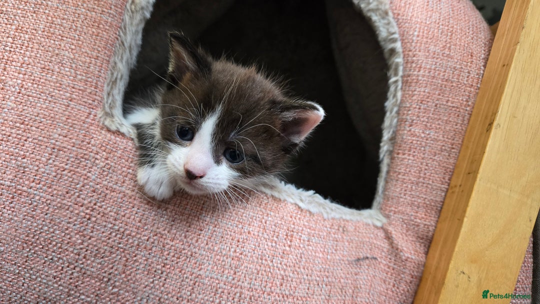 Mixed Breed cats for sale: 4 beautiful mixed breed playful kittens in Ingatestone - Image 9