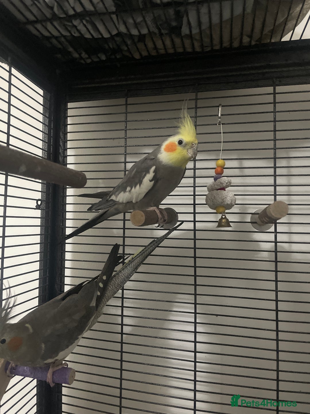 Cockatiels birds for sale: 2 Cocktails  - Advert 4