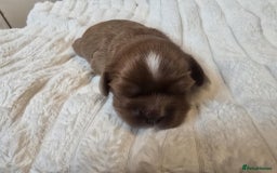 Cavalier King Charles Spaniel dogs for sale: Ruby boys kc cavalier King Charles puppies  - Image 7
