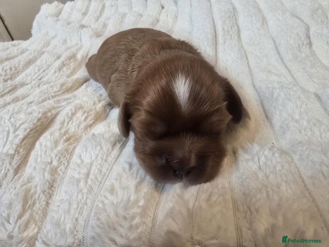 Cavalier King Charles Spaniel dogs for sale: Ruby boys kc cavalier King Charles puppies  - Image 7