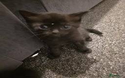 British Shorthair cats for sale: Kittens - Image 2