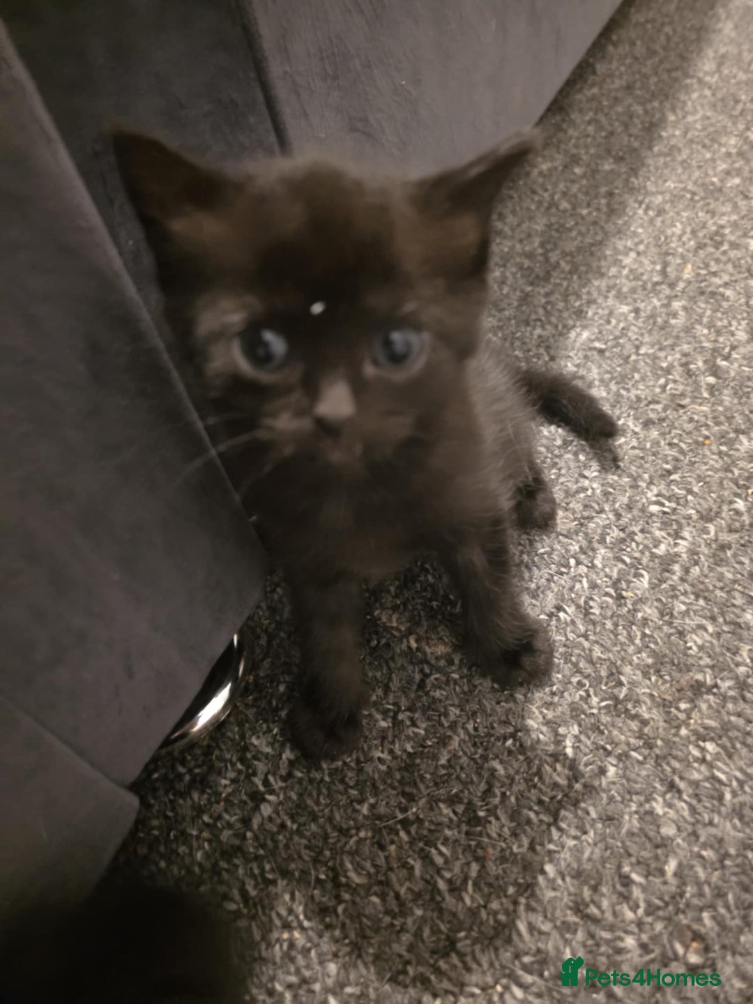 British Shorthair cats for sale: Kittens - Image 2