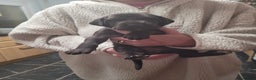 Great Dane dogs for sale: Magnificent litter of black great dane puppies - Advert 11