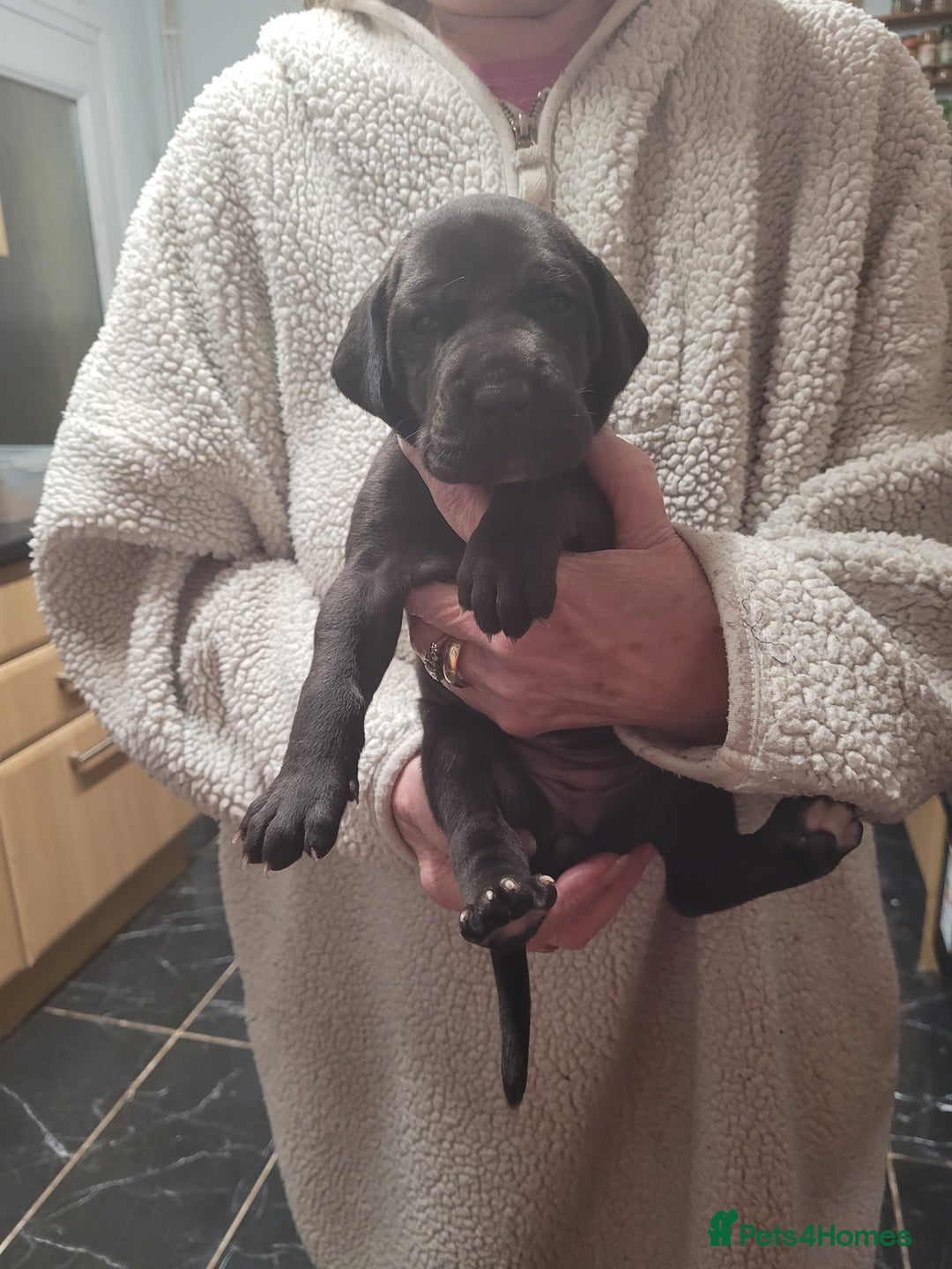 Great Dane dogs for sale: Magnificent litter of black great dane puppies - Advert 11