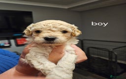 Cockapoo dogs for sale: cockerpoo pups - Image 2