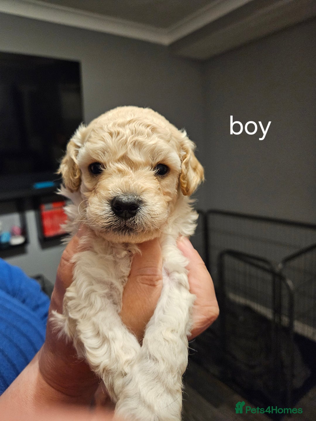 Cockapoo dogs for sale: cockerpoo pups - Image 2