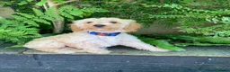 Cavapoochon dogs for sale: Gorgeous F1b Cavapoochon puppies - Advert 19