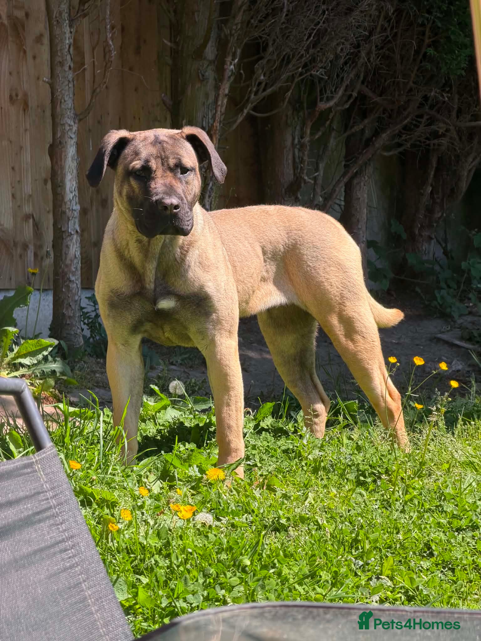 Presa Canario dogs Presa Canario Female  - Advert 2