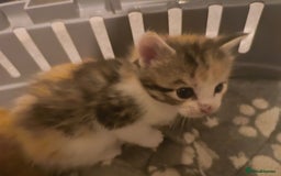 Maine Coon cats for sale: Half Maine coon ready to leave now - Image 5