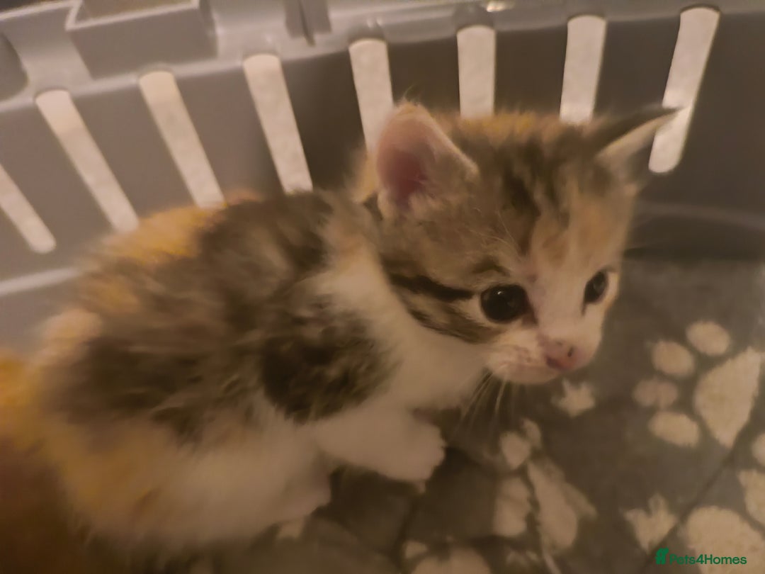 Maine Coon cats for sale: Half Maine coon ready to leave now - Image 5