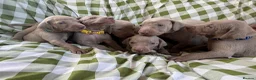 Weimaraner dogs for sale: Handsome male KC Registered Weimaraner pups  - Advert 14