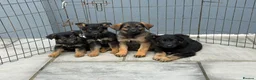 German Shepherd dogs for sale: German shepherd pups  in Dereham - Advert 10