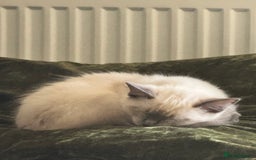 Ragdoll cats for sale: Male ragdoll for sale  - Image 4