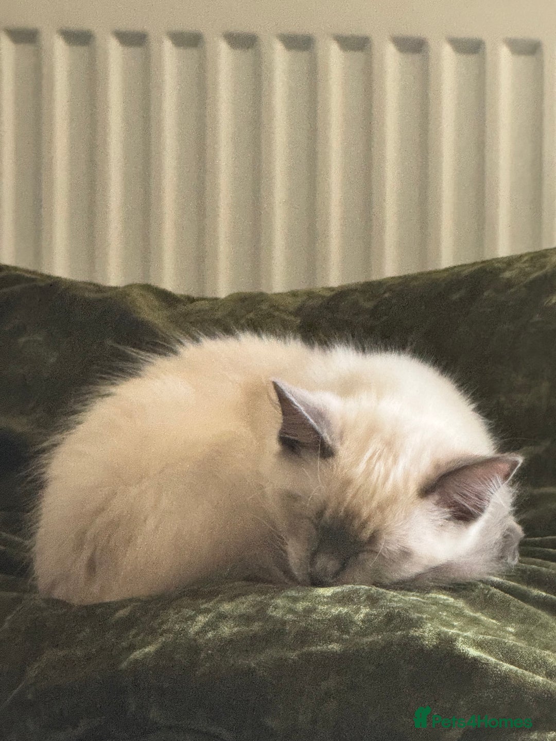 Ragdoll cats for sale: Male ragdoll for sale  - Image 4