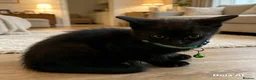 British Shorthair cats for sale: STUNNING BRITISH SHORTHAIR X DOM SHORTHAIR KITTENS - Advert 7
