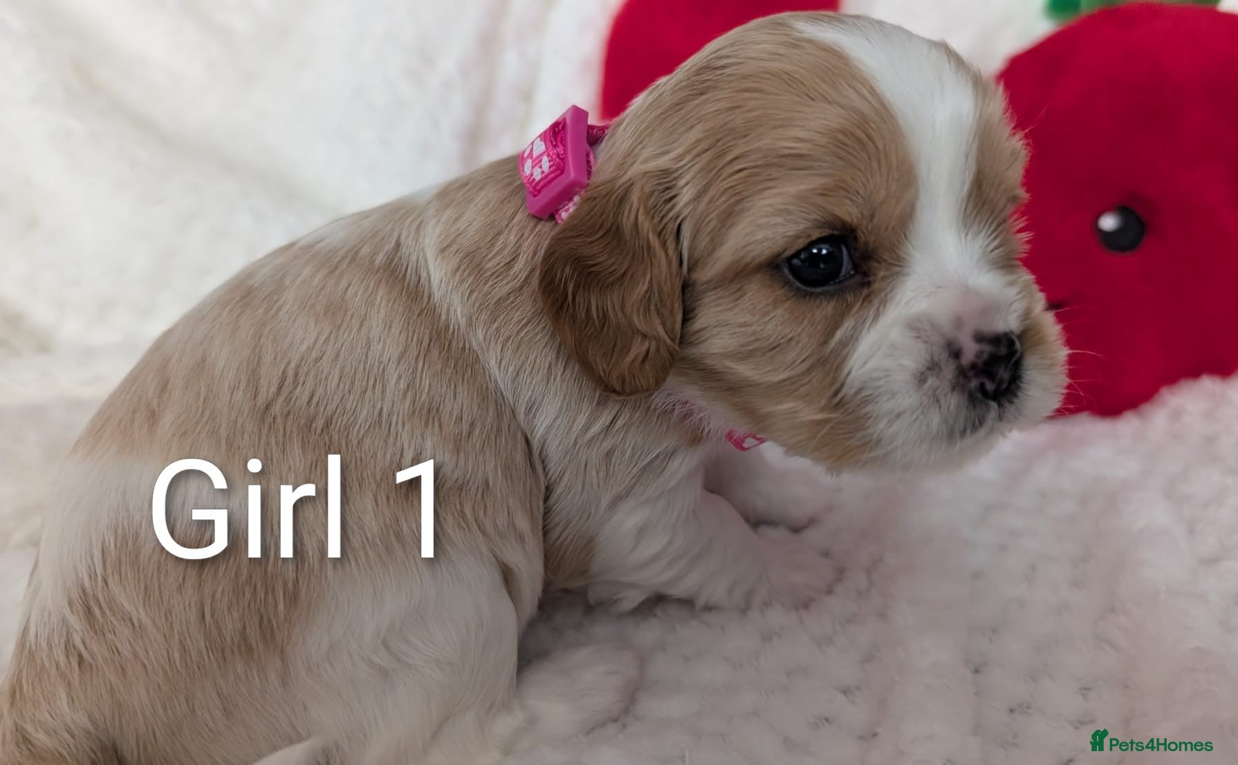 Cavalier King Charles Spaniel dogs for sale: Cavalier King Charles Stunning Puppies! in Aldershot - Advert 9
