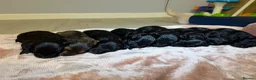 Bordoodle dogs for sale: Mini borderdoodles  in Accrington - Advert 6
